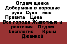 Отдам щенка Добермана в хорошие руки. Сука 5 мес. Привита › Цена ­ 5 000 - Все города Животные и растения » Отдам бесплатно   . Крым,Джанкой